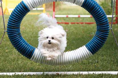 Photo of Buster doing agility