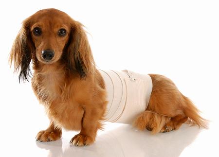 Photo of dog with bandaged middle