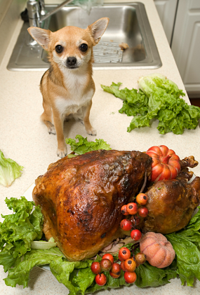Homemade Cooked Diets for Dogs