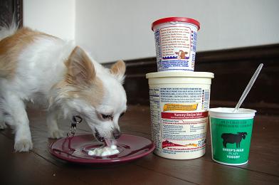 Photo of Chihuahua eating yogurt