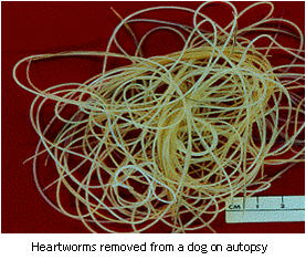 Photo of heartworms removed from a dog at autoposy