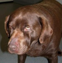 Photo of hypothyroid dog with tragic expression.