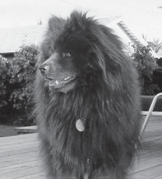 Photo of 13-year-old Chow Maggie