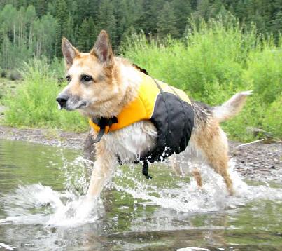 Photo of 3-legged dog running