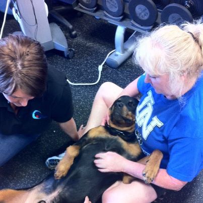 Dodger getting ultrasound therapy for a pulled groin muscle.