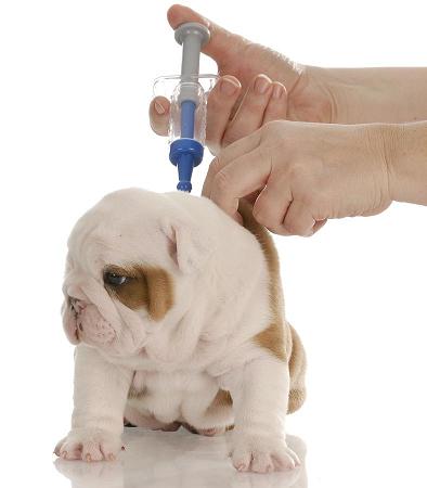 Photo of puppy being vaccinated