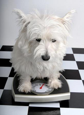 Photo of Westie on scale