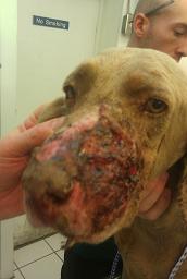 Photo of dog with wound on face.