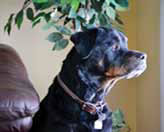 Photo of Buddy