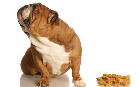 Photo of bulldog ignoring food