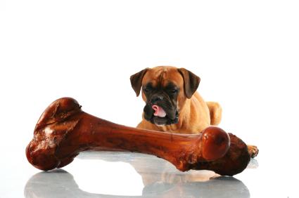 Photo of Boxer with huge bone