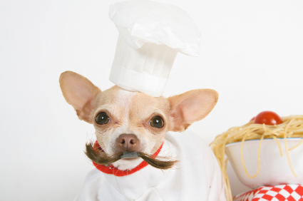 Photo of Chihuahua in Chef Hat
