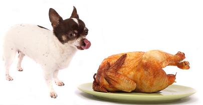 Photo of small dog with whole cooked chicken