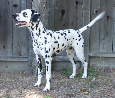Photo of Gigi, Dalmatian with normal uric acid.