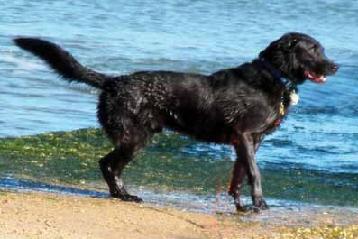 Photo of Logan enjoying himself at the beach after treatment for hypothyroidism.