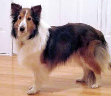 Photo of Shetland Sheepdog, one of the breeds affected by the MDR1 Mutation