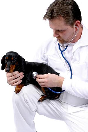 Photo of vet checking dog's heart