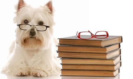 Photo of Westie wearing glasses with a stack of books