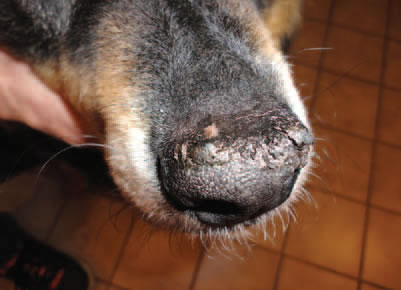 Photo of dog's nose with hyperkeratosis