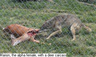 Photo of wolf Marion eating deer carcass