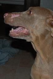 Photo of dog after being treated with shockwave therapy.